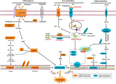 Targeting ferroptosis as novel therapeutic approaches for epilepsy